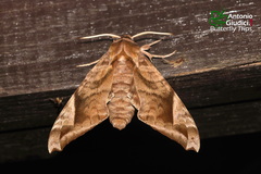 Acosmeryx naga