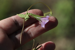 Ipomoea nil