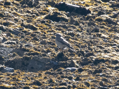 Muscisaxicola griseus