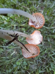Marasmius vagus