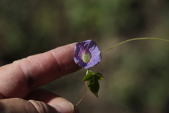 Ipomoea nil