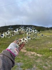 Eryngium carlinae