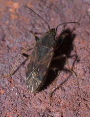 Perigenes constrictus