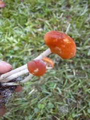 Marasmius vagus