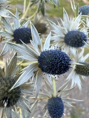 Eryngium carlinae