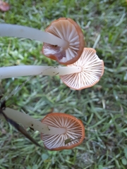 Marasmius vagus
