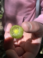 Amphibolips