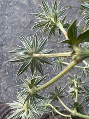 Eryngium carlinae