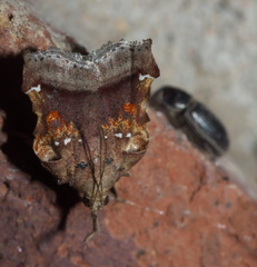 Clydonopteron sacculana