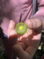 Amphibolips