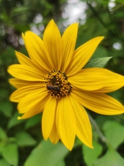 Tithonia tubaeformis