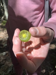 Amphibolips