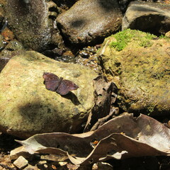 Pyrginae