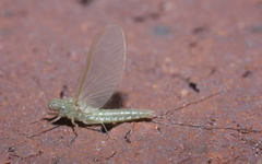 Callibaetis floridanus