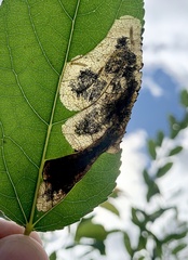 Paraleucoptera albella