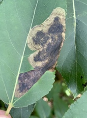 Paraleucoptera albella