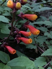 Eccremocarpus scaber