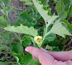 Physalis cinerascens