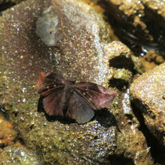 Pyrginae