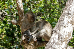 Macaca fascicularis