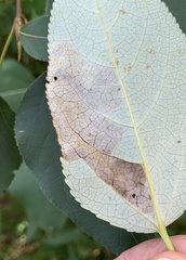 Paraleucoptera albella