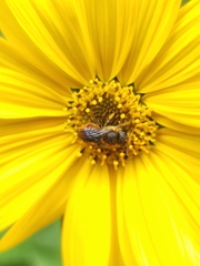 Osmia azteca