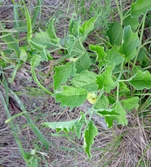 Physalis cinerascens
