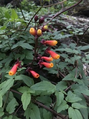 Eccremocarpus scaber