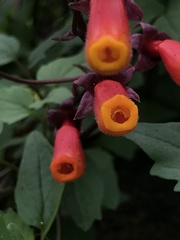 Eccremocarpus scaber