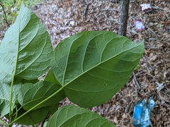 Catalpa