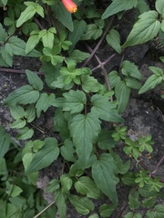 Eccremocarpus scaber