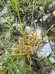 Cyperus dentatus