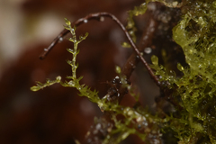 Cephalozia bicuspidata
