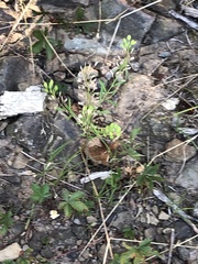 Lepidium densiflorum