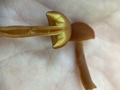 Gymnopilus picreus