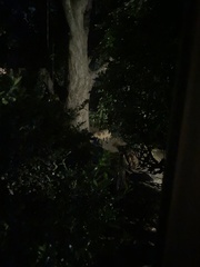 Vulpes vulpes fulvus