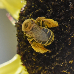 Melissodes trinodis