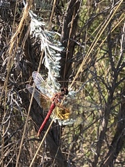 Sympetrum semicinctum