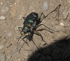 Cicindela depressula