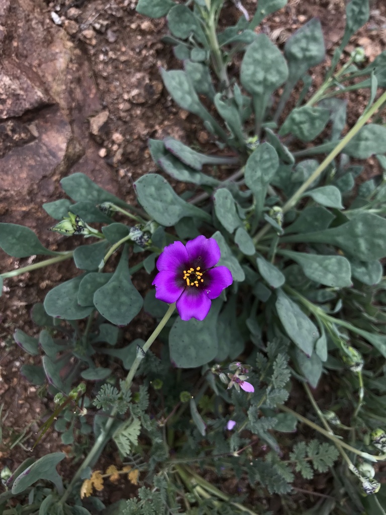 Cistanthe arenaria