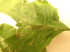 Leucospilapteryx venustella