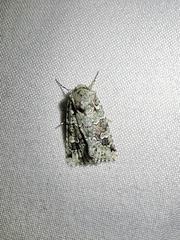 Lacinipolia laudabilis