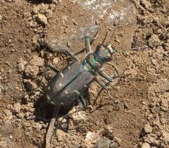Cicindela depressula