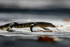 Varanus salvator bivittatus