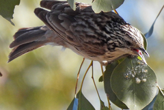 Plectorhyncha lanceolata