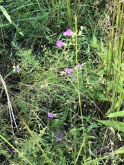 Agalinis purpurea