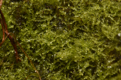 Cephalozia bicuspidata