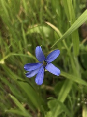 Tecophilaea violiflora