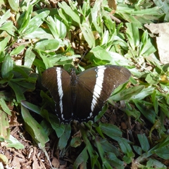 Siproeta epaphus trayja