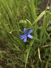 Tecophilaea violiflora